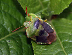 Image of Green shield bug