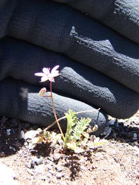 Image of Common Stork's-bill