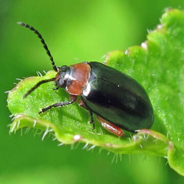 Image of Gastrophysa (Gastrophysa) polygoni (Linnaeus 1758)