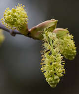 Image of bigleaf maple