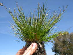 Imagem de Juncus bufonius L.