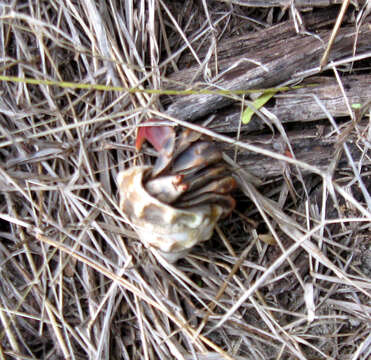 Image of Caribbean hermit crab