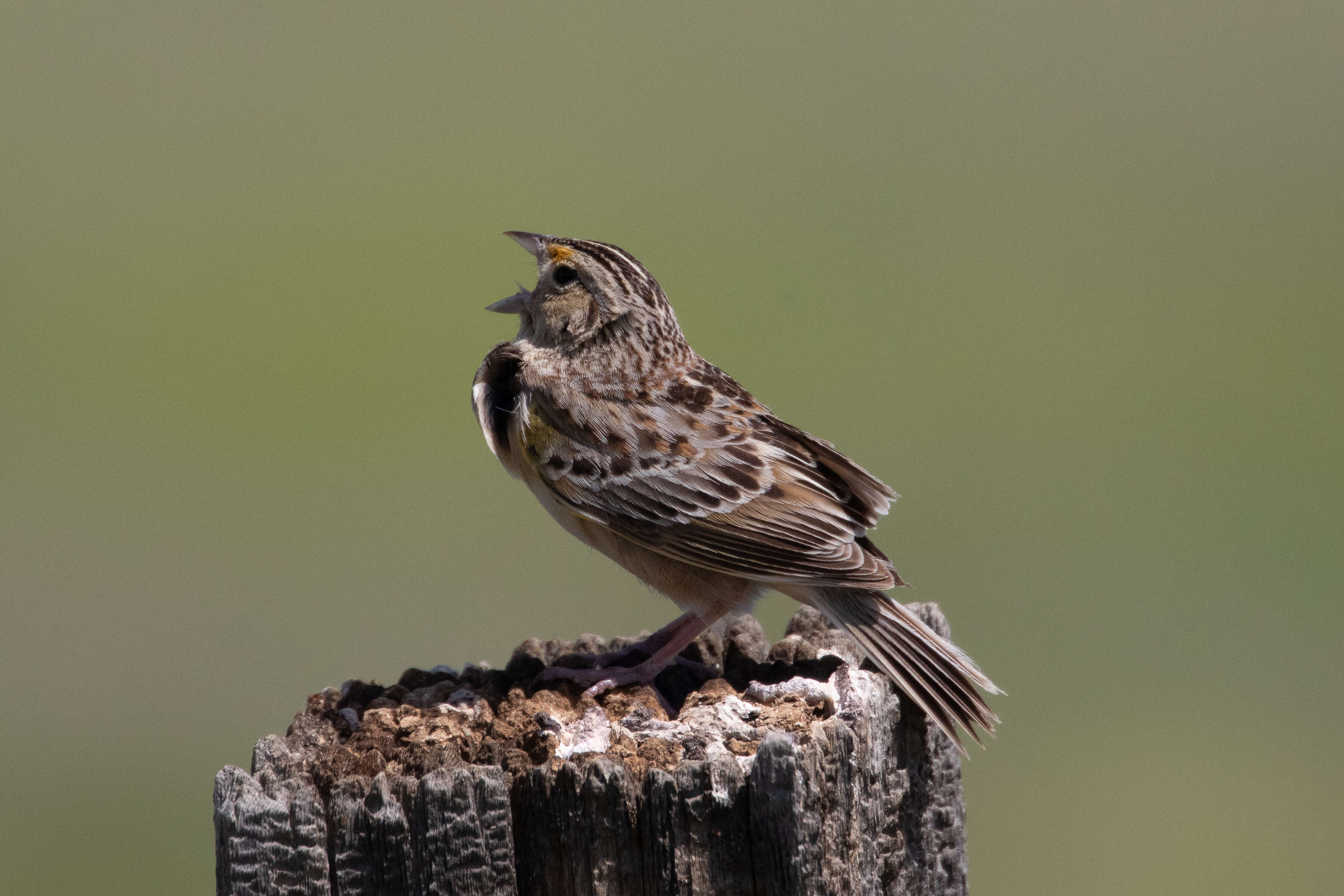 Image of Grasshopper Sparrow