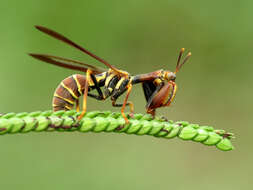 Image of Wasp Mantidfly