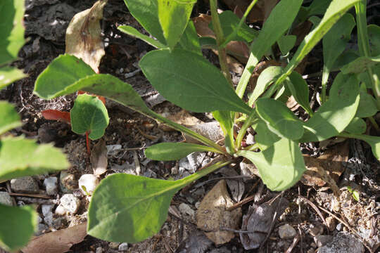 Image of baby goldenrod