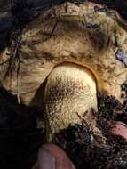 Image of Leccinum manzanitae Thiers 1971