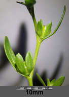 Image of american speedwell