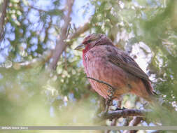 Plancia ëd Carpodacus rhodochlamys (Brandt & JF 1843)