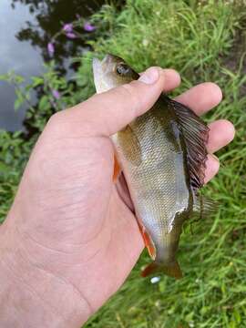 Image of Perch