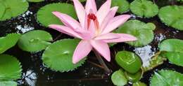 Image of Egyptian white water-lily