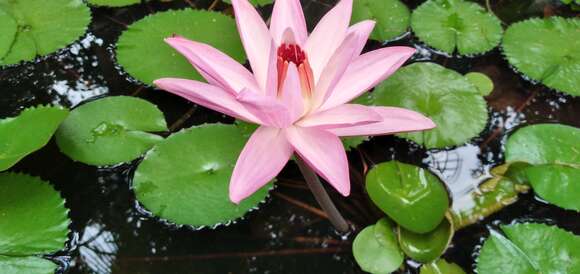 Image of Egyptian white water-lily