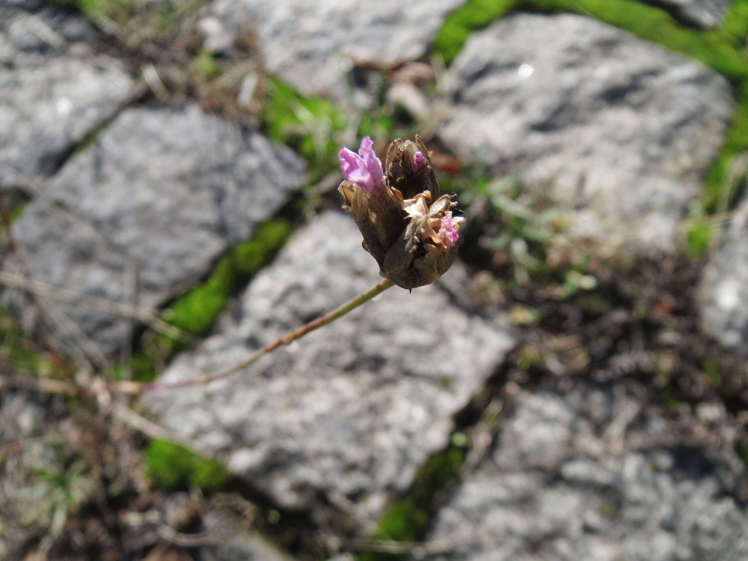 Image of Proliferous Pink