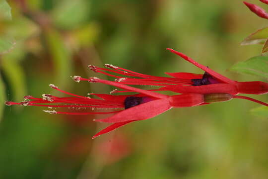 Image of Fuchsia