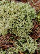 Image of Thorn cladonia