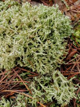 Image of Thorn cladonia