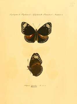 Image of Euploea gamelia