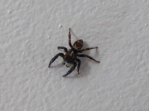 Image of Jumping spider