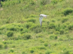 Image of Common Tern