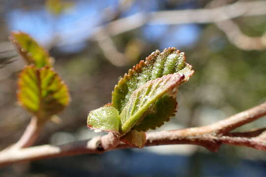 Imagem de Alnus orientalis Decne.