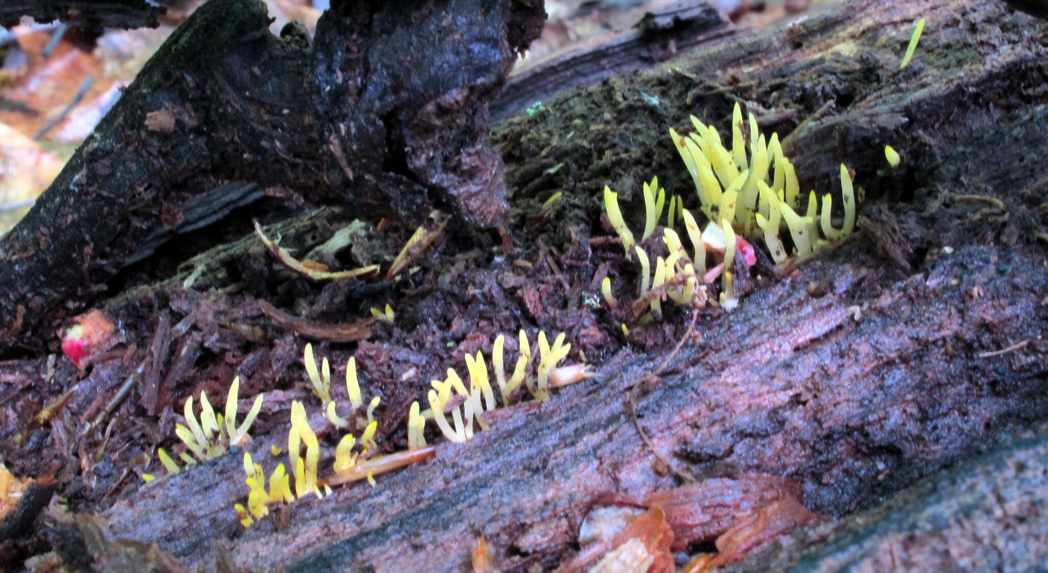 Imagem de Calocera cornea (Batsch) Fr. 1827