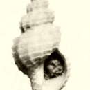 Image of Pleurotomella eurybrocha (Dautzenberg & H. Fischer 1896)