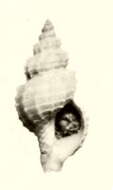 Plancia ëd Pleurotomella eurybrocha (Dautzenberg & H. Fischer 1896)