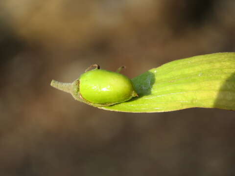 Image of Hopea parviflora Bedd.