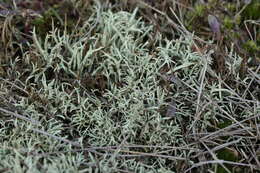 Image of Thorn cladonia