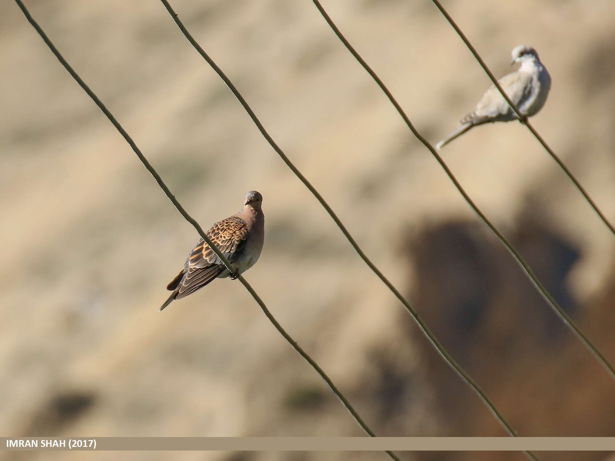 Image of Oriental Turtle Dove