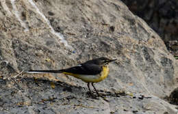 Image of Grey Wagtail