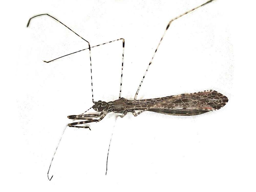 Image de Empicoris rubromaculatus (Blackburn 1888)