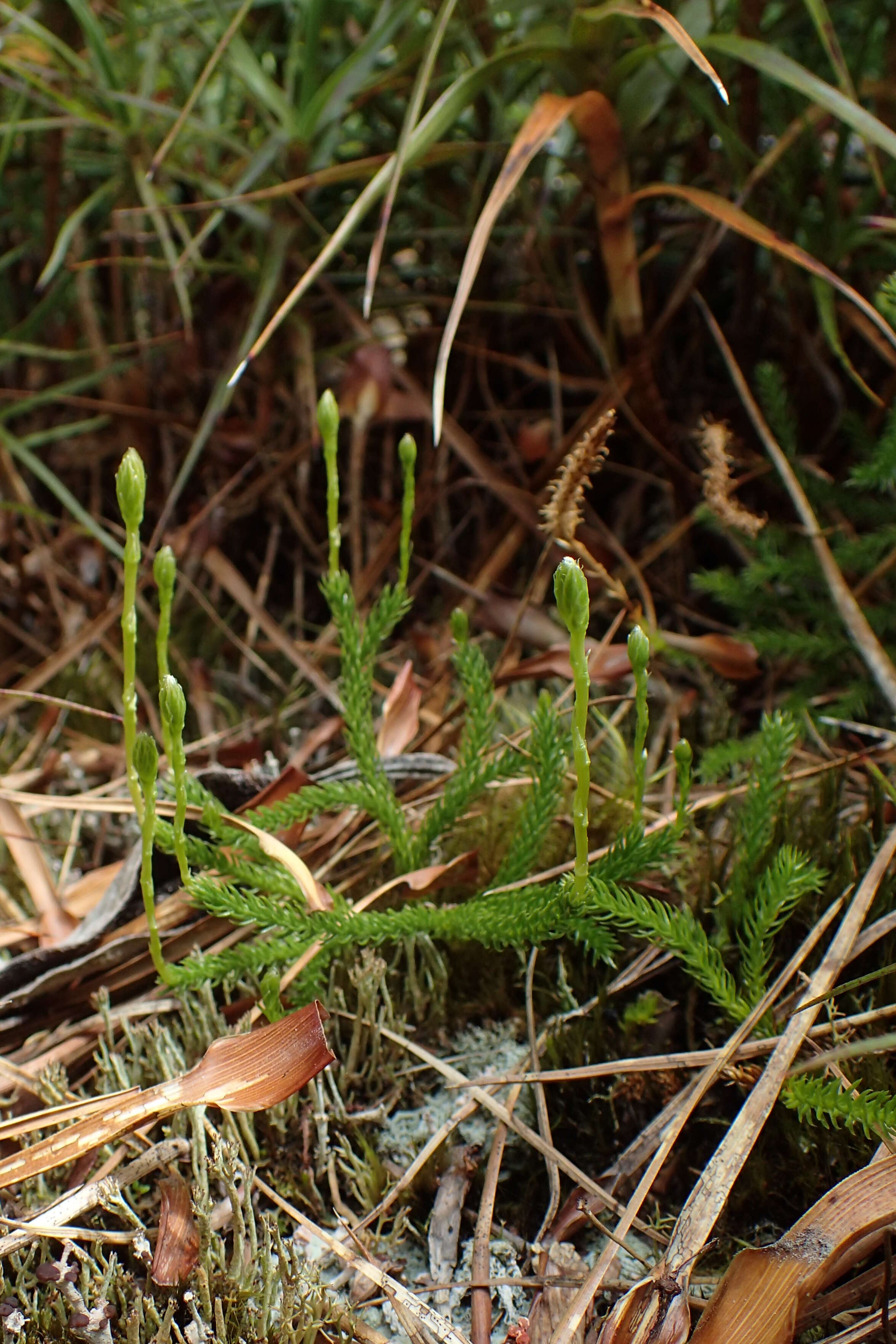 Image of Austrolycopodium fastigiatum (R. Br.) Holub