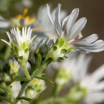 صورة Symphyotrichum ericoides (L.) G. L. Nesom