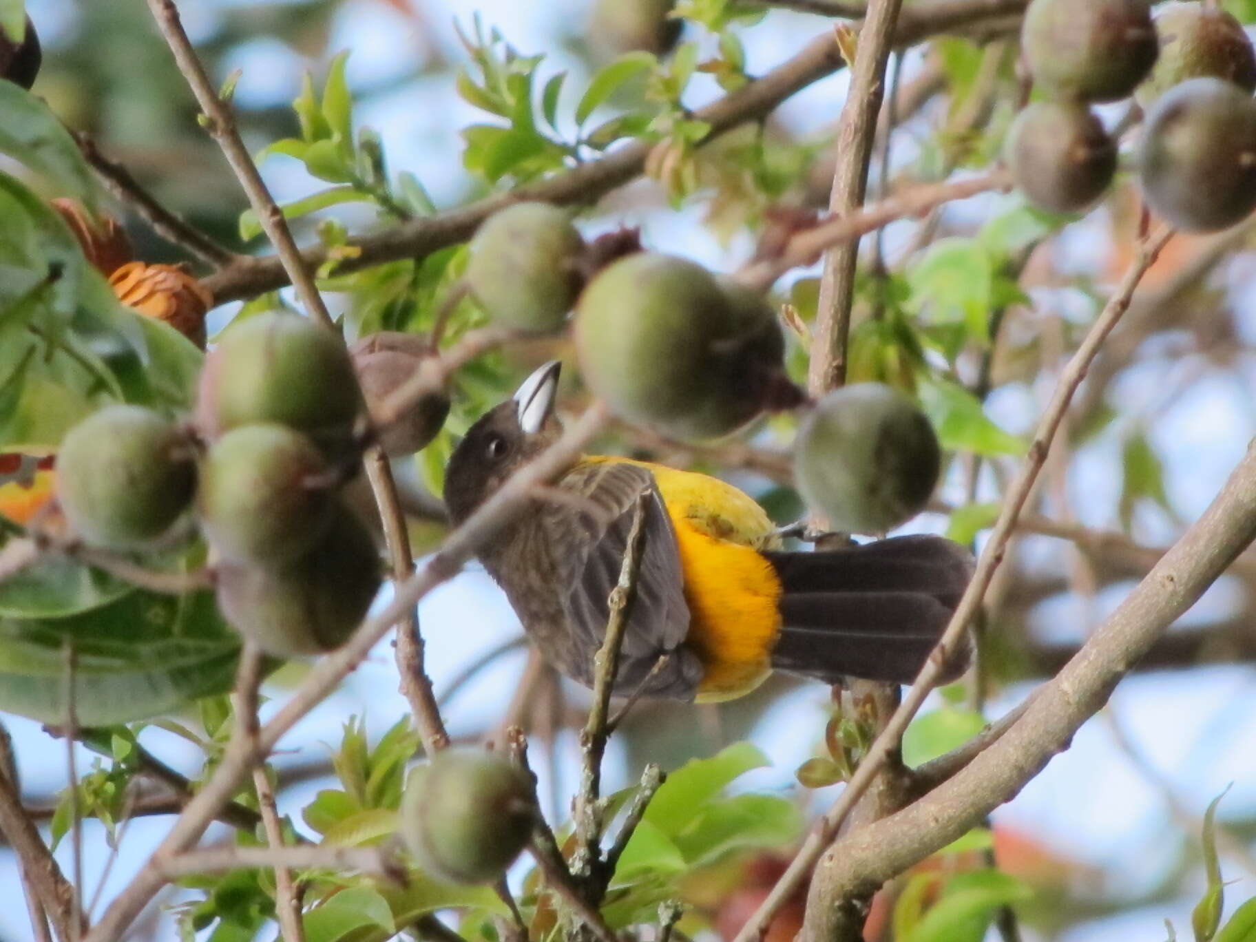 Image of Flame-rumped Tanager