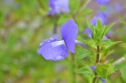 Plancia ëd Achetaria azurea (Linden) V. C. Souza