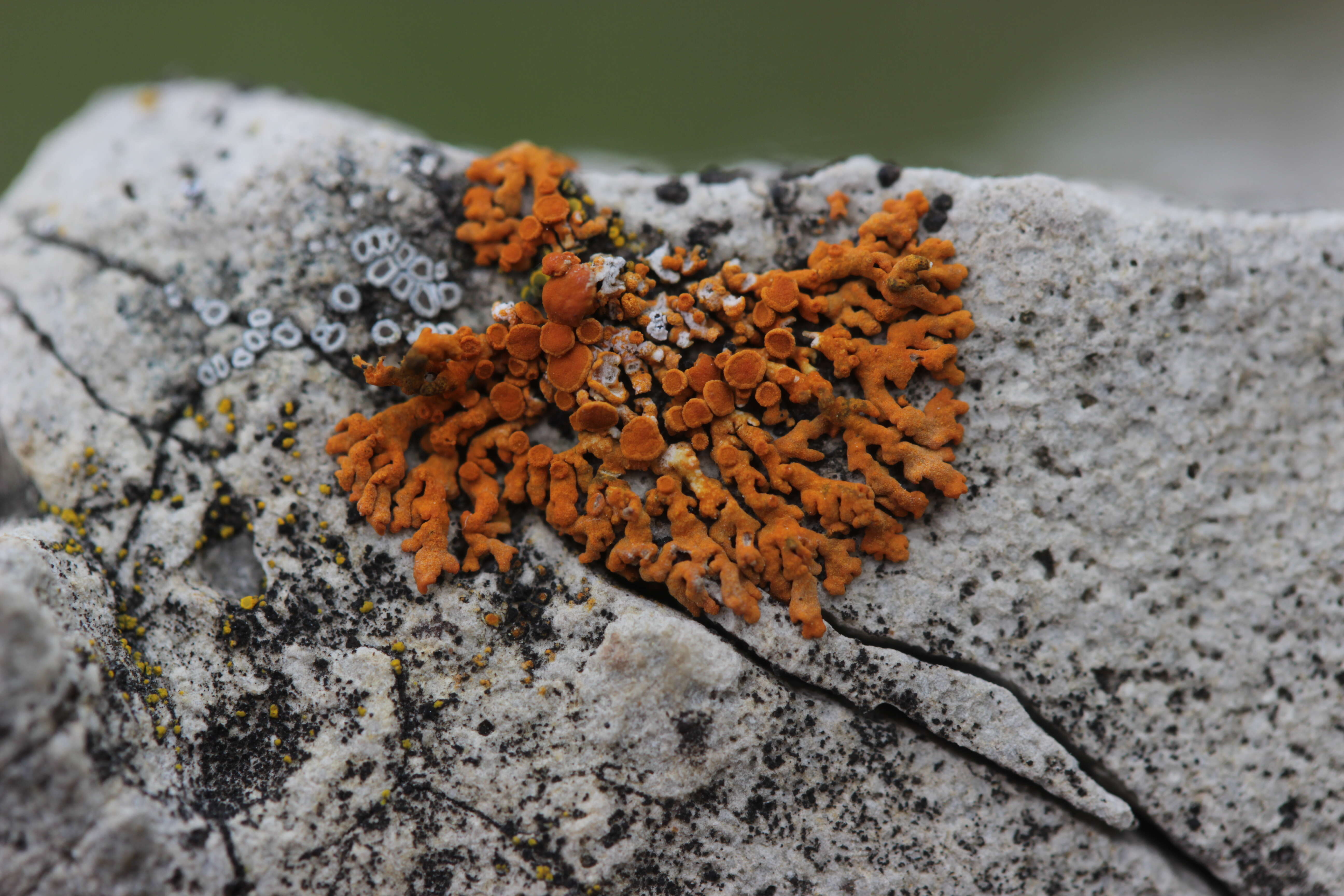 Image of elegant orange wall lichen