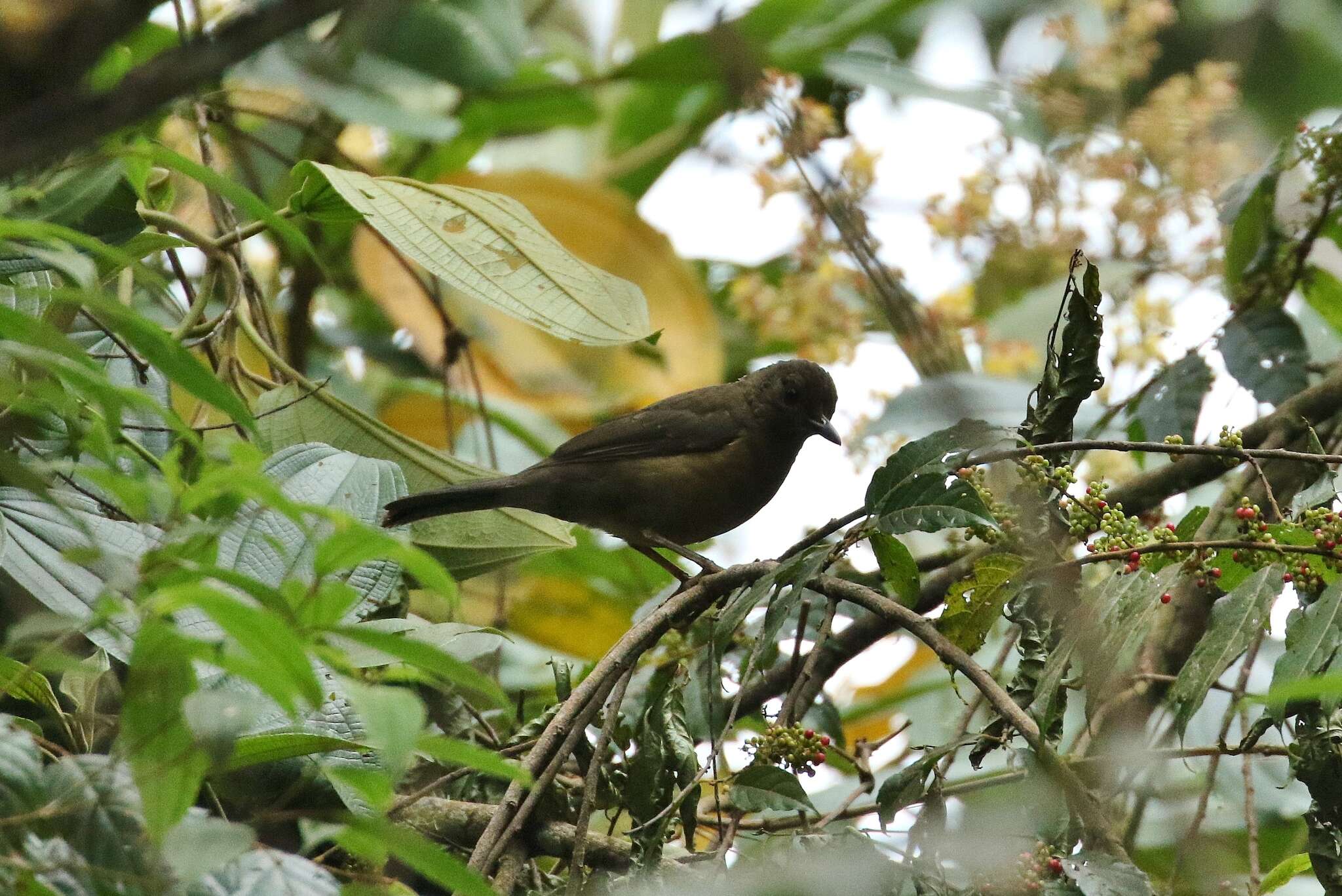 Image of Pale-eyed Thrush