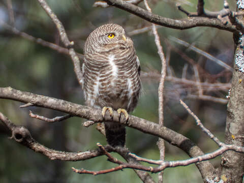 Image of Asian Barred Owlet