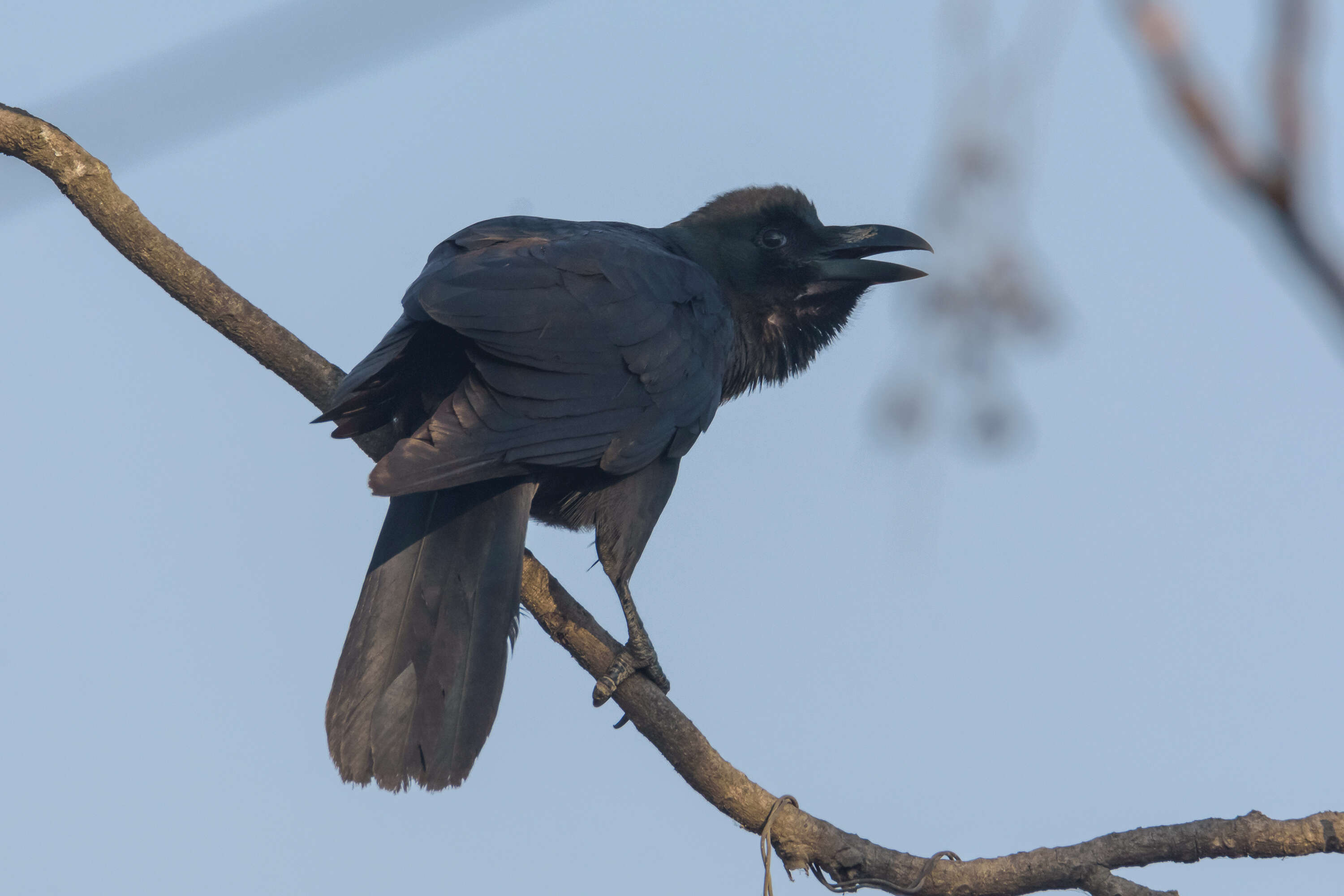 Image of Large-billed Crow