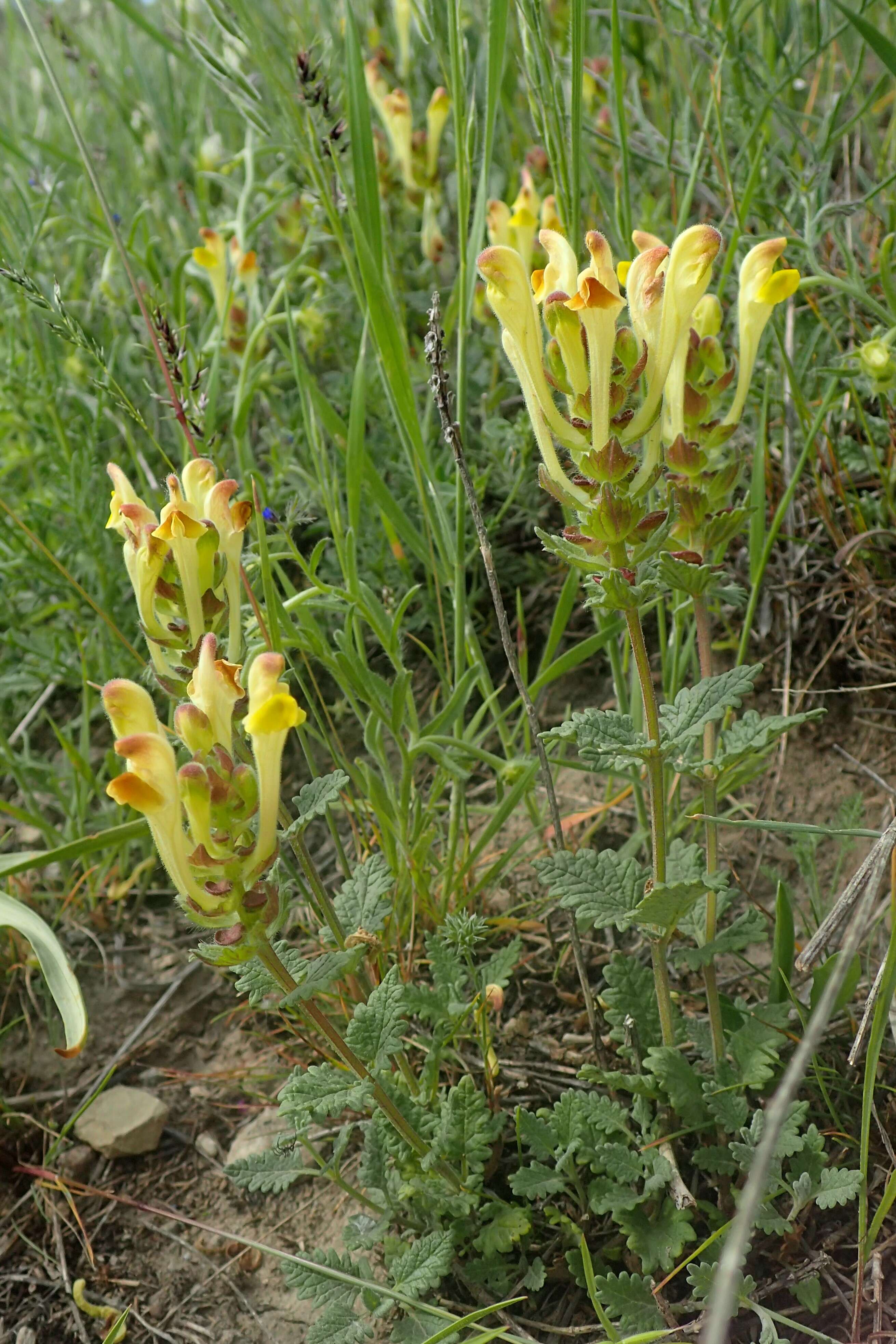 Image of Scutellaria orientalis L.