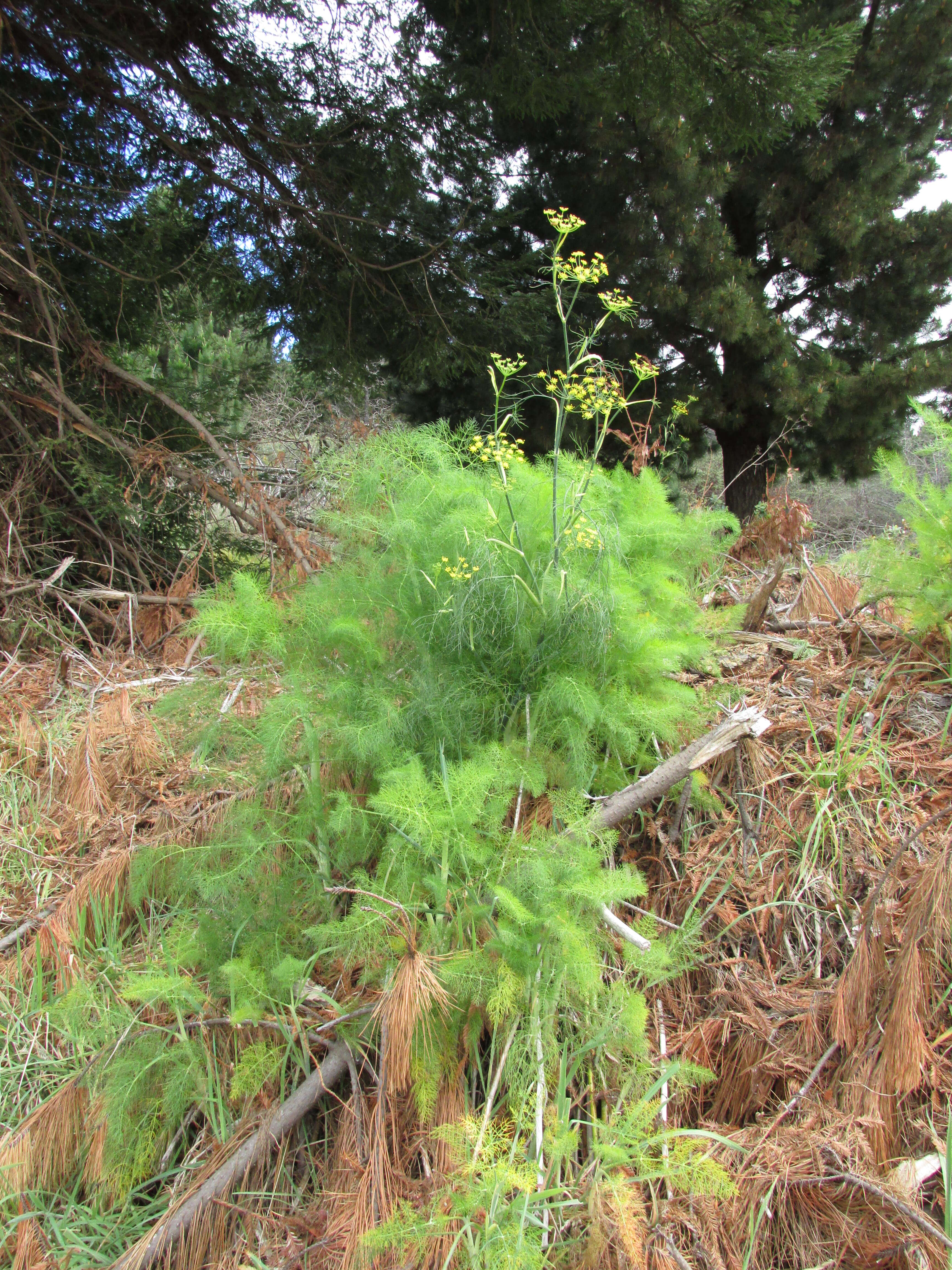 Image of fennel