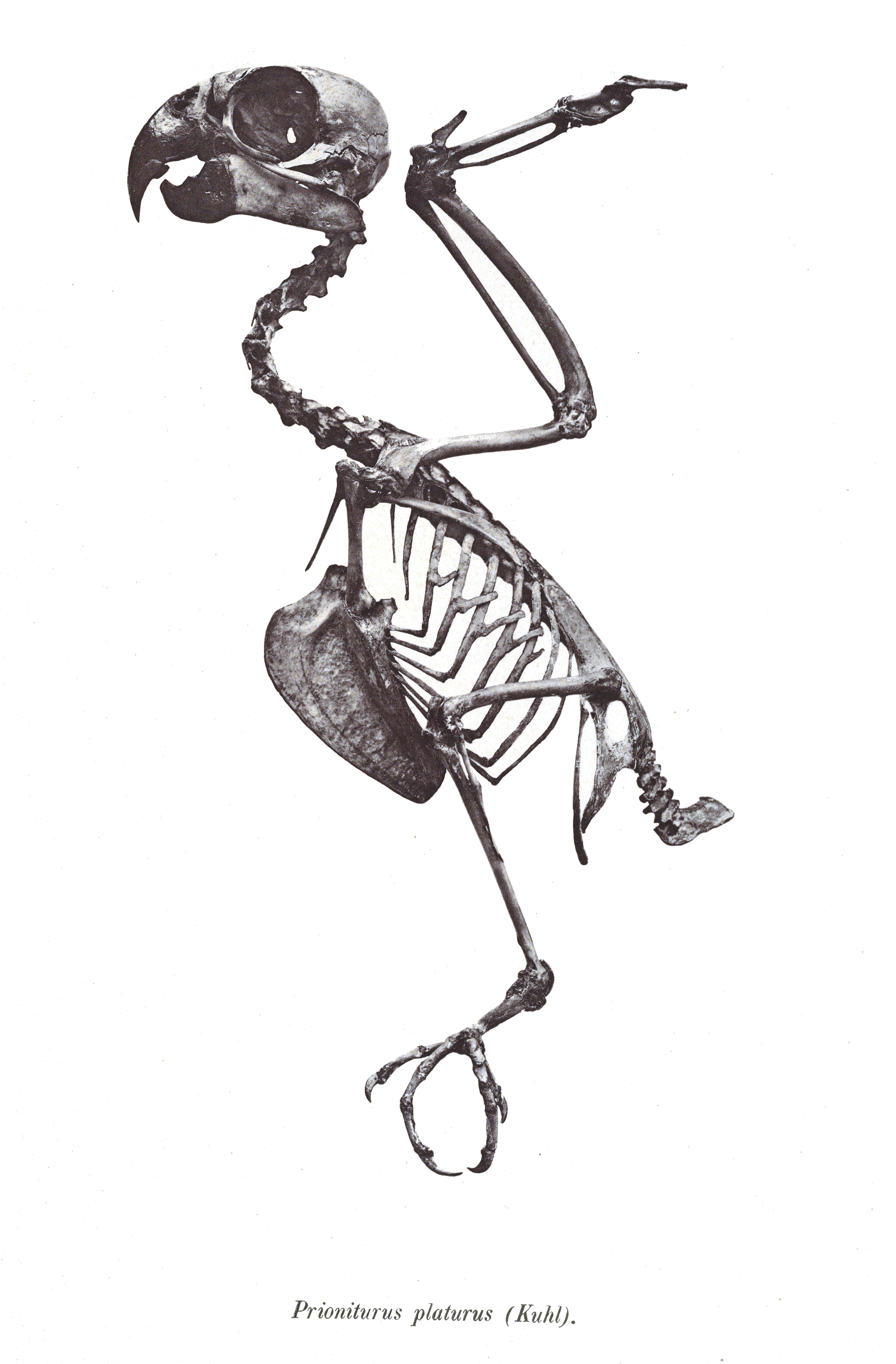 Image of Golden-mantled Racket-tail