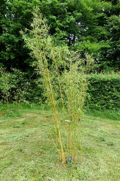 Image of umbrella bamboo