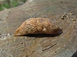 Image of grey field slug