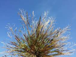 Image of Indian lovegrass