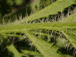 Image of Oriental poppy