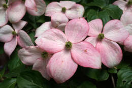 Image of Chinese dogwood