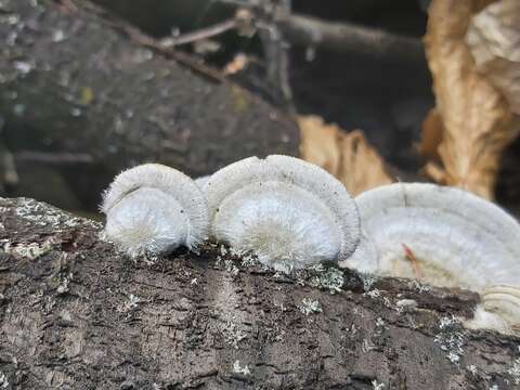 Image of Trametes hirsuta (Wulfen) Lloyd 1924