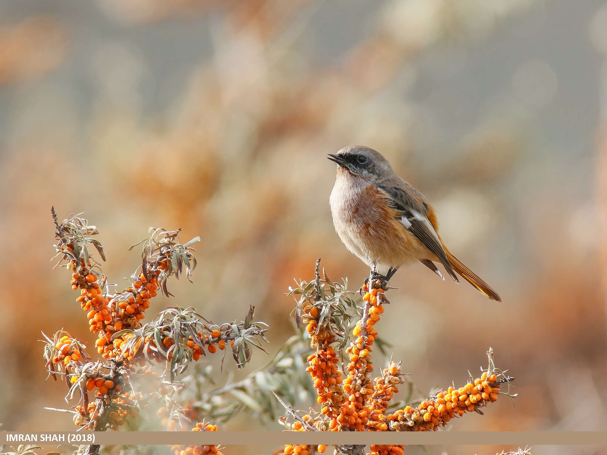 Image of Eversmann's Redstart