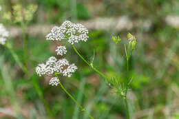 Conopodium resmi